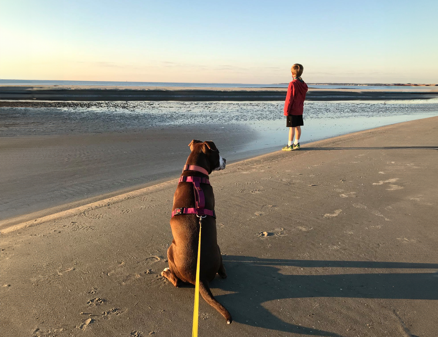 A dog in a pink harness sits on the sand on a beach, while a young boy in a red jacket stands near the water's edge, looking out at the ocean.